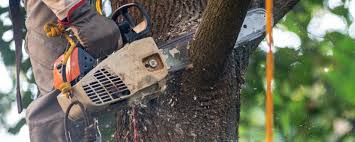 Green Knoll, NJ Tree Services Company