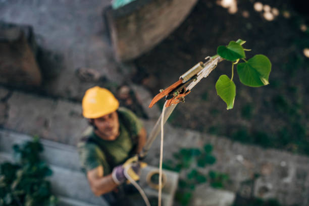 How Our Tree Care Process Works  in  Green Knoll, NJ