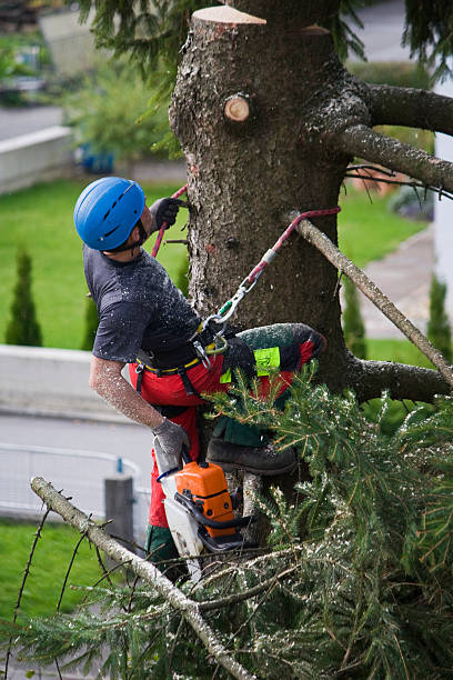 Best Tree Maintenance Programs  in Green Knoll, NJ