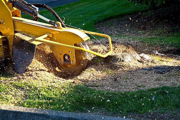 Best Arborist Consultation Services  in Green Knoll, NJ