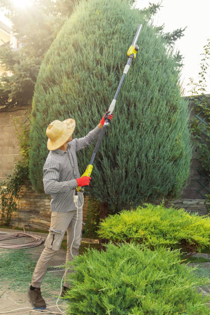 Best Hedge Trimming  in Green Knoll, NJ